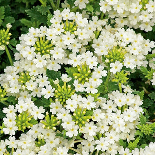 Garten Eisenkraut - Weiß - Reich Blühend Bis Zum Frost - Verbena hybrida