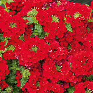 Garten Eisenkraut - Rot - Intensiv Blühend, Perfekt Für Beete Und Kübel - Verbena hybrida