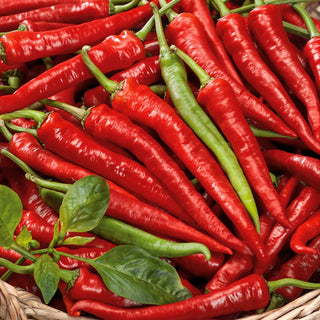 Chili Poseidon - Sehr Früh, Besonders Formschön, Saftig