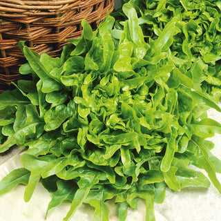 Eichblattsalat Dubacek - Milder Geschmack, Ganzjähriger Anbau