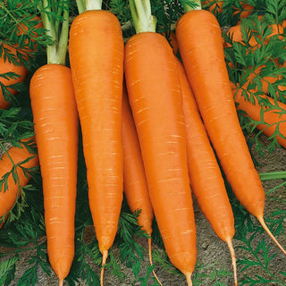 Möhre Flakkese 2 - Flacoro - Perfekt Für Die Herbsternte - 100 g