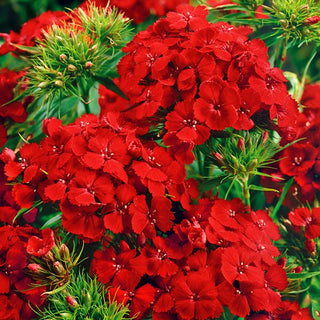Bartnelke - Scarlet Beauty - Auffällige Farbe, Ausdrucksstarke Dekoration - Dianthus barbatus