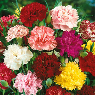 Landnelke - Chabaud Mischung - Traditioneller Gartenglanz - Dianthus caryophyllus