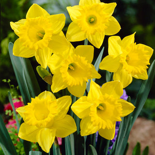 Narzisse - Golden Harves - Narcissus - Saftiges Gelb für Frühlingsbeete - 5 Blumenzwiebeln