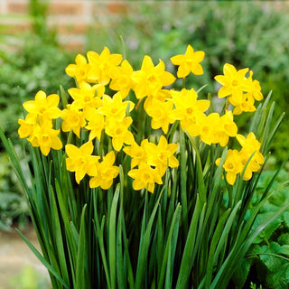 Jonquilla Narzisse - Sweetness - Narcissus - Intensiv duftend und robust - 5 Blumenzwiebeln