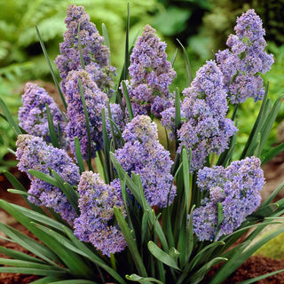 Traubenhyazinthe - Fantasy Creation - Muscari - Früher Bote der Frühlingssonne - 10 Blumenzwiebeln