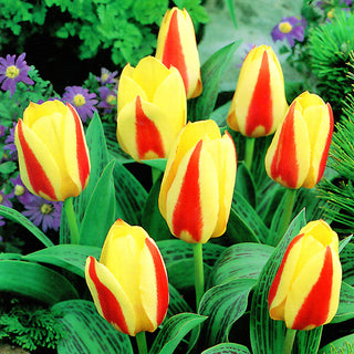 Tulpe - Gluck - Tulipa - Ideal für niedrige Beete und Töpfe - 5 Blumenzwiebeln
