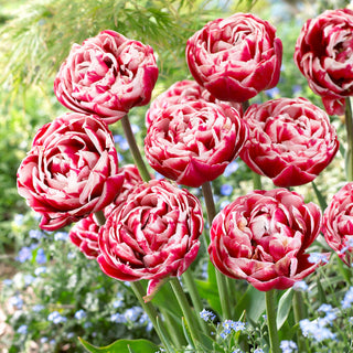 Tulpe - Drumline - Tulipa - Zarter Kontrast zum Grün der Blätter - 5 Blumenzwiebeln