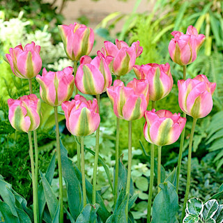 Tulpe - Greenland - Tulipa - Eleganz und Widerstandskraft in Einem - 5 Blumenzwiebeln