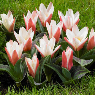 Tulpe - Heart's Delight - Tulipa - Frische, die im Garten begeistert - 5 Blumenzwiebeln