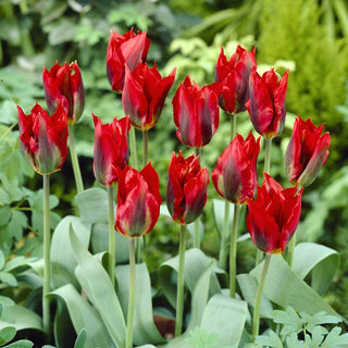 Tulpe - Hollywood - Tulipa - Tulpe voller Frühlingsenergie - 5 Blumenzwiebeln