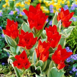 Tulpe - Praestans Unicum - Tulipa - Bildet eindrucksvolle Blütengruppen - 5 Blumenzwiebeln