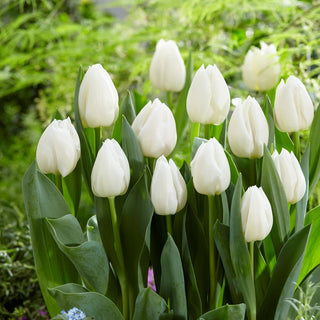 Tulpe - White Prince - Tulipa - Elegant und originell - 5 Blumenzwiebeln
