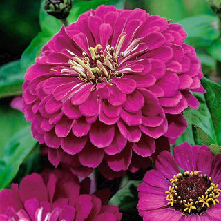 Zinnie - Liliput Purple Gem - Dichte Gefüllte Blüten In Violett - Zinnia elegans