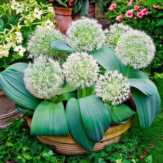 Blauzungen-Lauch - Allium - Widerstandsfähig unter schwierigen Bedingungen - 3 Blumenzwiebeln