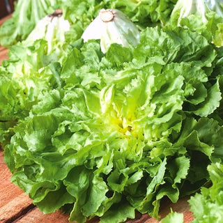 Endivie - Bionda A Cuore Pieno - Italienische Sorte Mit Zartem Geschmack - Cichorium endivia