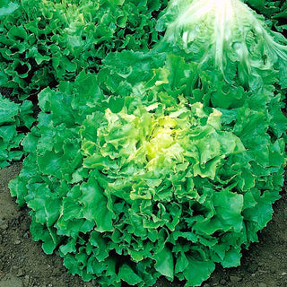 Endivie - De Meaux - Ideal Für Den Herbstanbau - Cichorium endivia