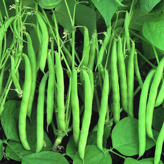 Buschbohne - Processor - Leicht Zu Ernten, Perfekt Zum Einfrieren