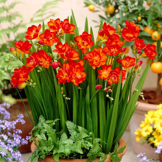 Freesie Gefüllt - Rot - Freesia - Belebt Sommerarrangements - 10 Blumenzwiebeln
