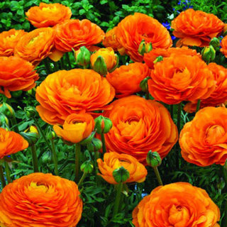 Hahnenfuß - Orange - Ranunculus - Sommerliches Ambiente im Garten - 10 Knollen