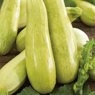 Zucchini Wanda - Frühe Sorte Für Grill Und Salate - Cucurbita pepo