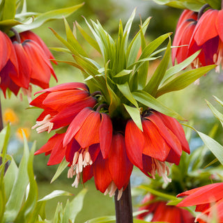 Garten-Kaiserkrone - Rot - Fritillaria - Ideal für repräsentative Beete