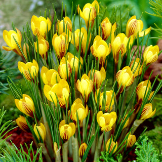 Krokus - Fuscotinctus - Crocus - Frühe gelbe Farbexplosion - 10 Blumenzwiebeln
