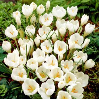 Krokus - Miss Vain - Crocus - Für interessante Blumenarrangements - 10 Blumenzwiebeln