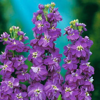 Levkoje - Excelsior Miracle Mid Blue - Reich Blühend, Sommerlich Duftend - Matthiola incana