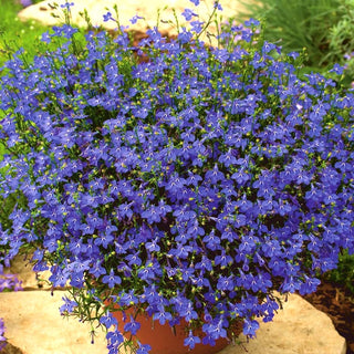 Männertreu, Hängelobelie - Saphirblau - Zuverlässige Sommerdekoration - Lobelia pendula