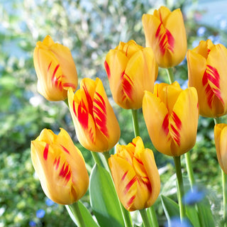 Tulpe - Olympic Flame - Tulipa - Große langlebige Blüten, starke Stiele - 5 Blumenzwiebeln