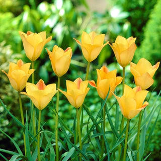 Tulpe - Batalinii Bronze Charm - Tulipa - Miniaturblüten in warmen Farbtönen - 5 Blumenzwiebeln