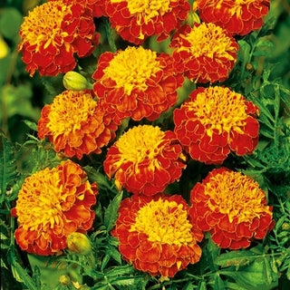 Studentenblume - Panther - Farbenfrohes Highlight Für Ihren Garten - Tagetes patula