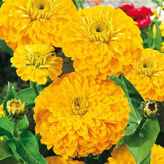 Zinnie Dahlienblütige - Golden State - Gefüllte Blüten In Goldgelb - Zinnia elegans