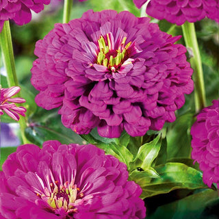 Zinnie Dahlienblütige - Purple Prince - Starker Blickfang Für Sträuße - Zinnia elegans