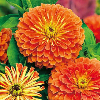 Zinnie Dahlienblütige - Salmon Queen - Sanfter Pastellfarbton Der Blüten - Zinnia elegans