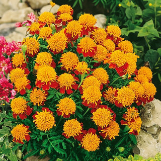 Studentenblume - Tiger Eyes - Auffällige Blütenfarbe, Tigeraugen-Effekt - Tagetes patula