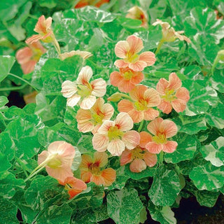 Zwerg Kapuzinerkresse - Alaska Salmon Orange - Kompakter Wuchs, Lachsfarbene Blüten - Tropaeolum majus var. nanum