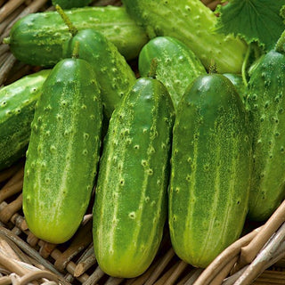 Cucumber Polan F1 - Very Productive, Ideal for Preserving, Disease-Resistant - Premium Seeds