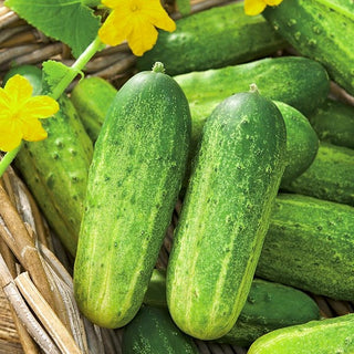 Cucumber Krak F1 - Exceptional Resistance, Intense Flavour, Easy to Grow - Premium Seeds