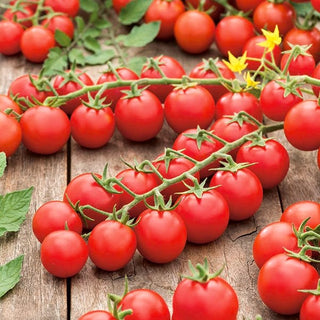 Tomate Cherrola F1 - Besonders Süß, Robust, Ertragreich