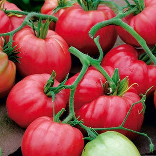 Tomate - Cuor di bue - Fleischig, Fast Kernlos, Für Rankhilfen