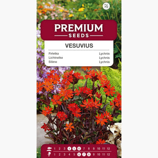 Lichtnelke - Vesuvius - Intensive Blütenfarbe - Lychnis arkwrightii