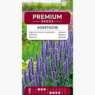Duftnessel - Robust, blüht den ganzen Sommer, lavendel- und weiße Ähren - Agastache mexicana