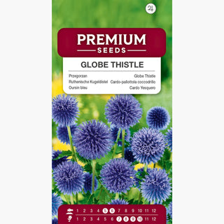 Ruthenische Kugeldistel - Frostresistent, besonders dekorativ - Echinops ritro