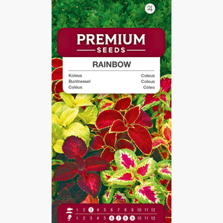 Buntnessel Rainbow - Bunte Blätter, Topf- und Gartenpflanze, leicht zu kultivieren - Coleus blumei