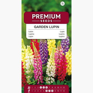 Lupine Russell Mischung - Bunte Sommermagie für Beete - Lupinus polyphyllus