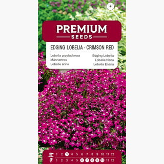 Männertreu - Karmesinrot - Kräftig Roter Blickfang Für Beete - Lobelia erinus