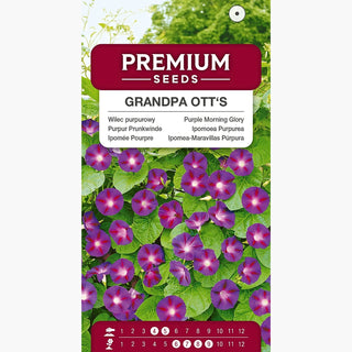 Purpur Prunkwinde - Grandpa Ott's - Große Blüten, Schöne Herzförmige Blätter - Ipomoea purpurea