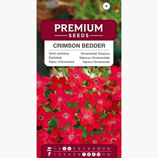 Ziertabak - Crimson Bedder - Intensive Farbe, Süßer Duft - Nicotiana alata